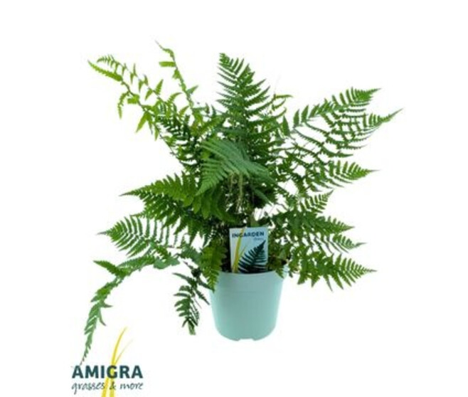 DRYOPTERIS AFFINIS