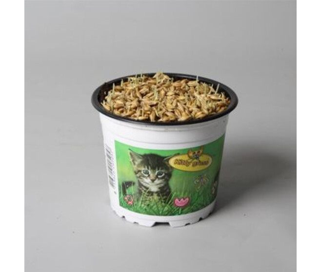 HERBE A CHAT