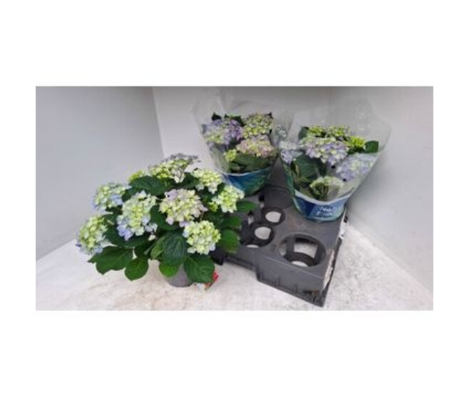 HORTENSIA BLEU 7FL