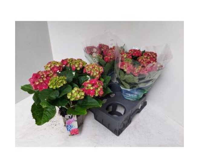HORTENSIA ROUGE 7FL