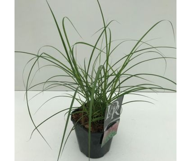 MISCANTHUS RED CHIEF