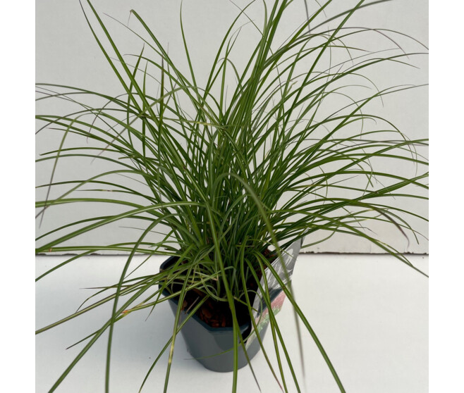 MISCANTHUS RED CHIEF