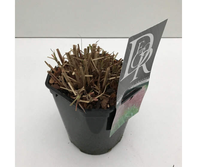 MISCANTHUS RED CHIEF