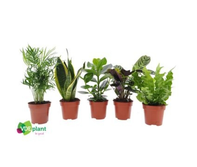PLANTES VERTES VARIEES