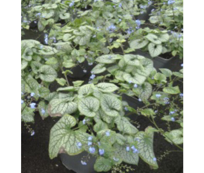 BRUNNERA JACK FROST