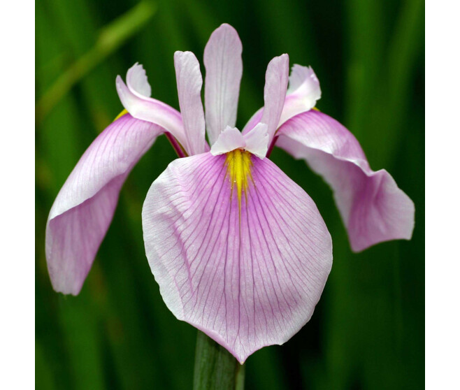 IRIS ENSATA ROSE QUEEN