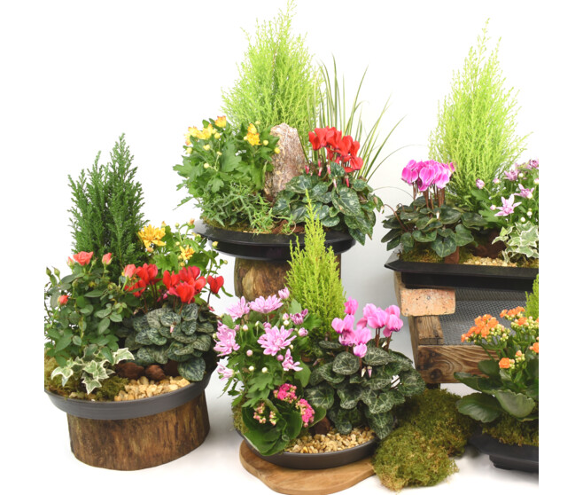 COUPE EXT GHYSLAIN NATURE