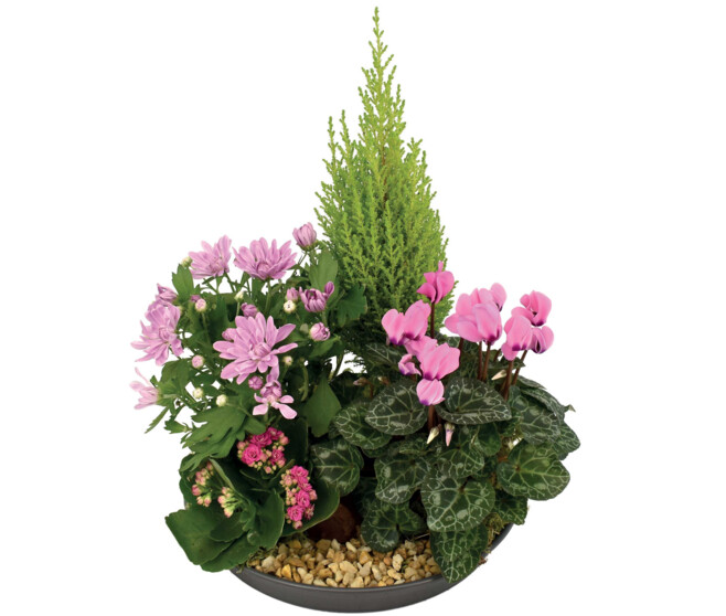 COUPE EXT GHYSLAIN NATURE