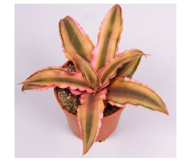 CRYPTANTHUS PINK STARLIGHT