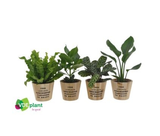 PLANTES VARIEES P BOIS