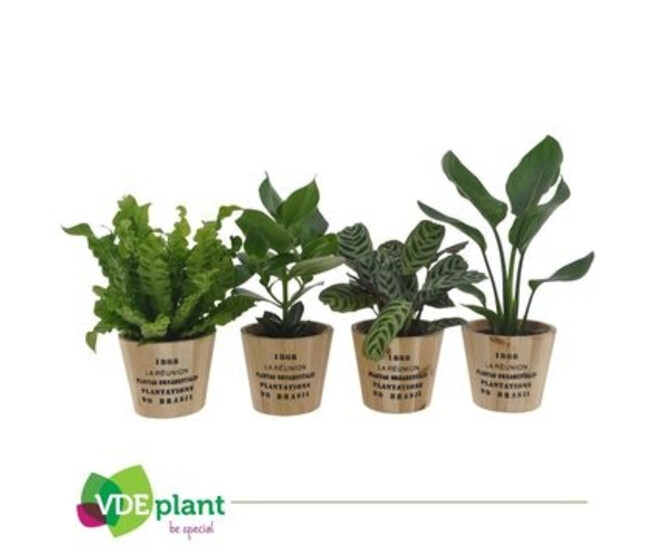 PLANTES VARIEES P BOIS