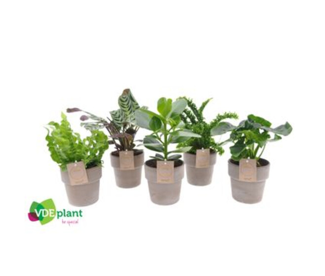 PLANTES VERTES VARIEES CERAM