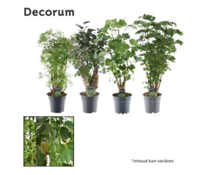 POLYSCIAS VARIE RAMIFIE DECORUM
