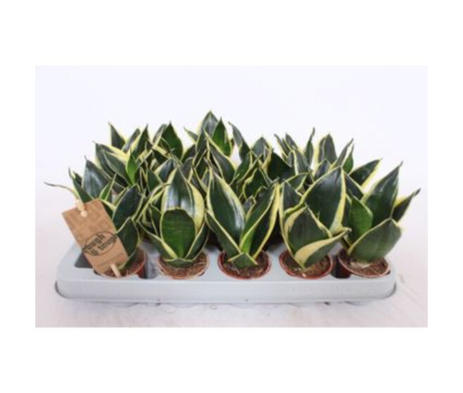 SANSEVIERIA GOLDEN HAHNII