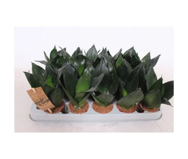 SANSEVIERIA GOLDEN HAHNII BLACK