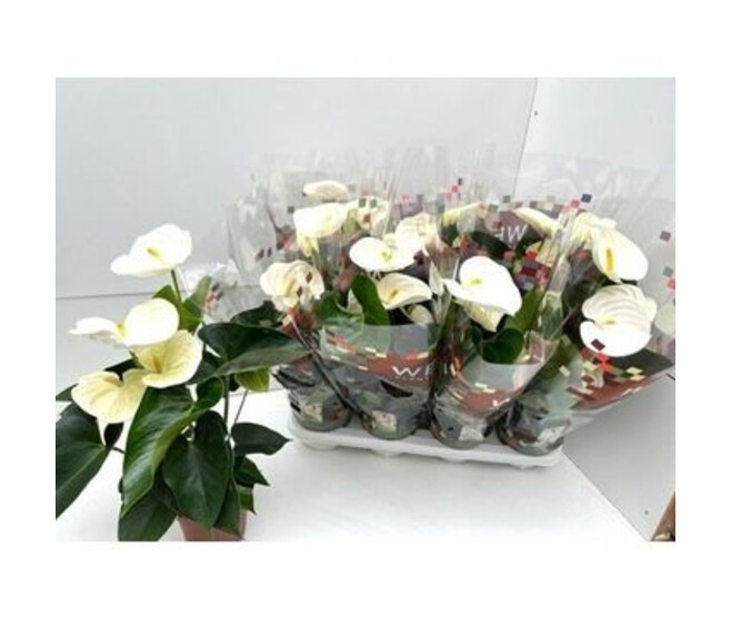 ANTHURIUM ANDREANUM BLANC