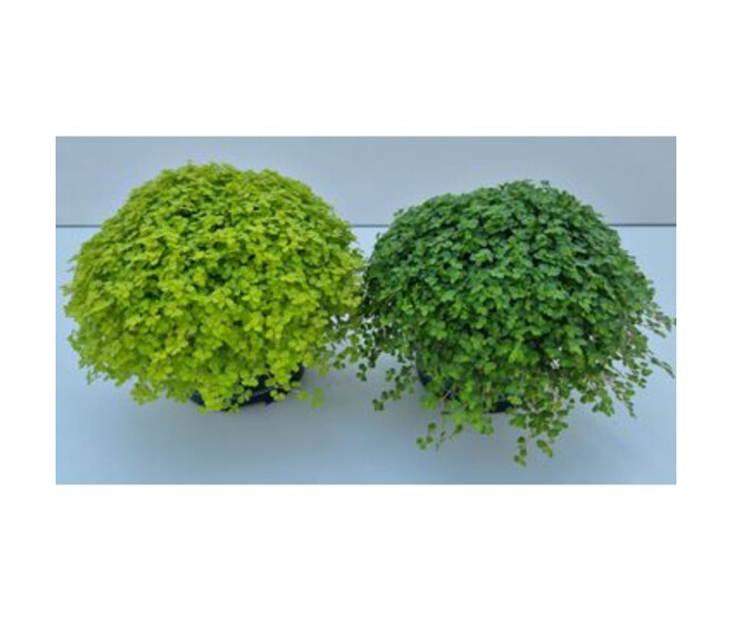 HELXINE VARIES