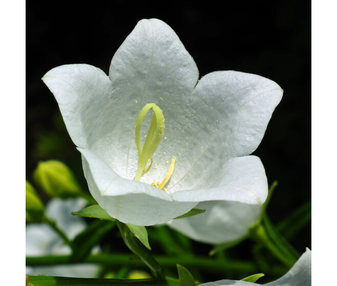 CAMPANULE CARPATICA ALBA