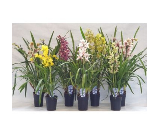 CYMBIDIUM 3/4BR VARIES