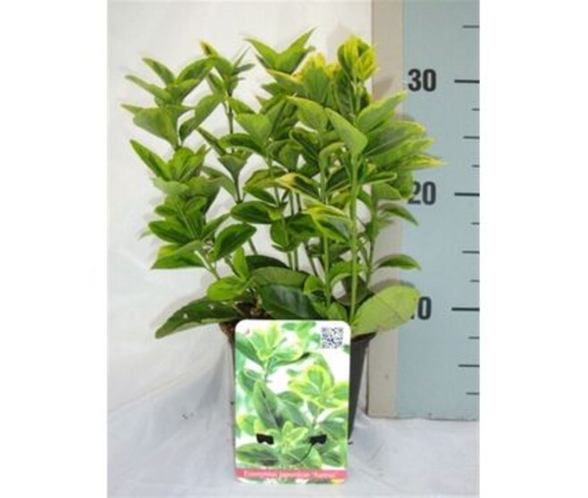 EUONYMUS JAPONICA VARIES