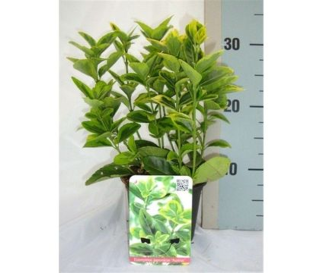 EUONYMUS JAPONICA VARIES