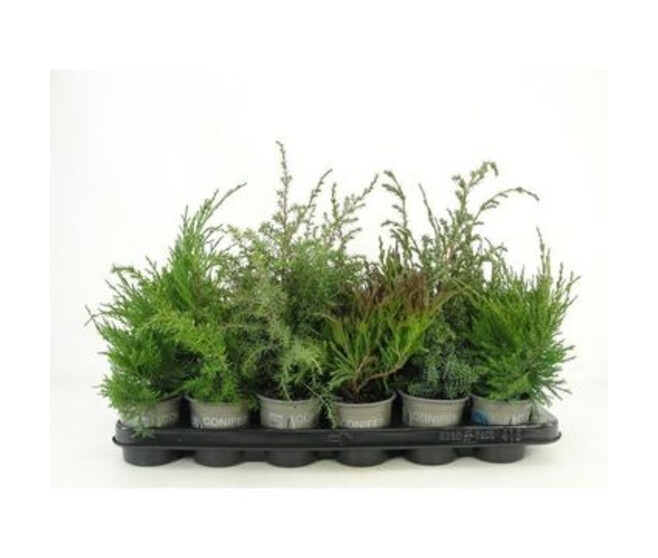 JUNIPERUS VARIE
