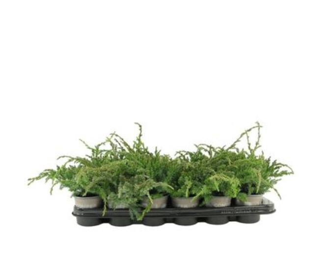 JUNIPERUS BLUE CARPET