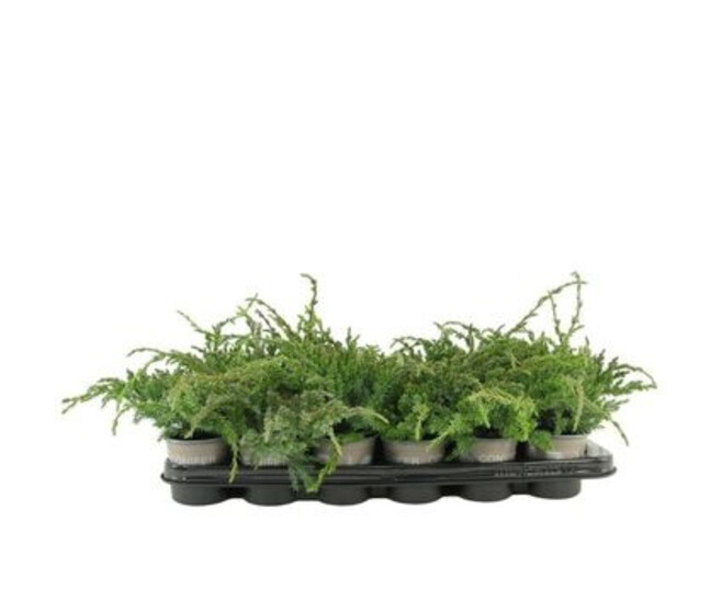 JUNIPERUS BLUE CARPET