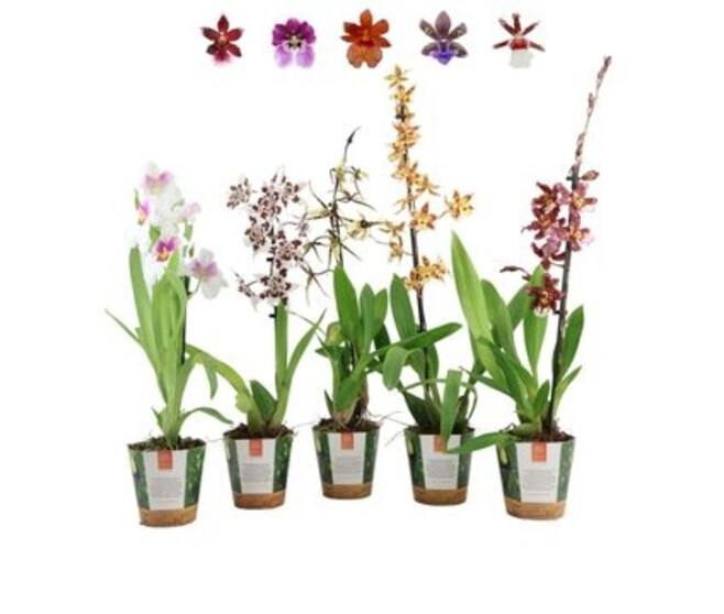 ORCHIDEES VARIEES P DECO