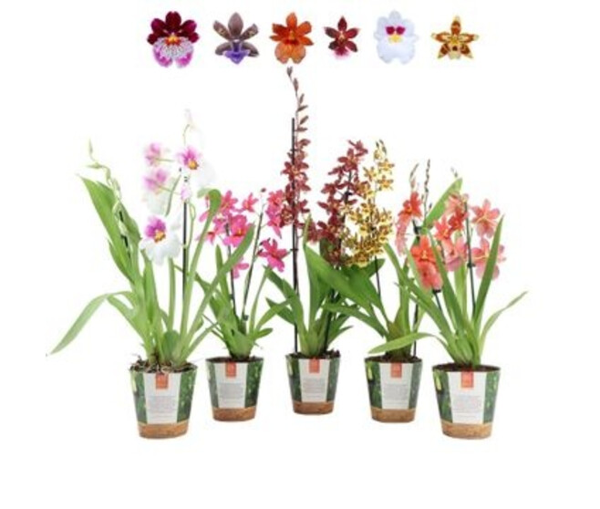 CAMBRIA 2BR VARIES P DECO