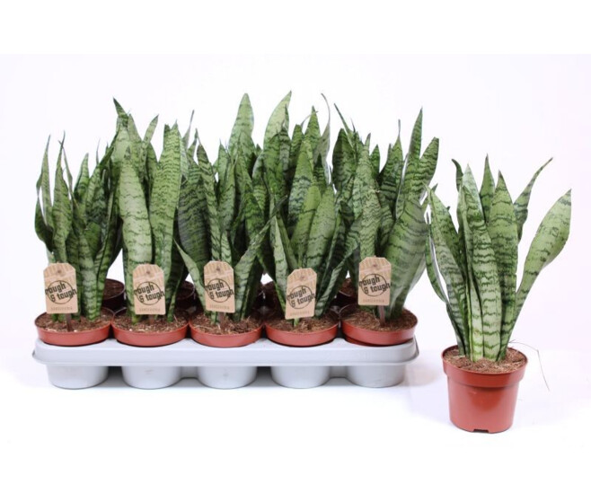 SANSEVERIA ZEYLANICA
