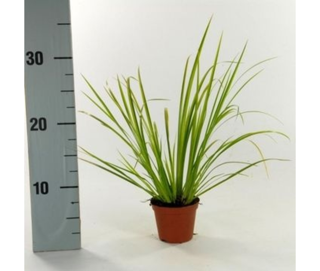 ACORUS OGON