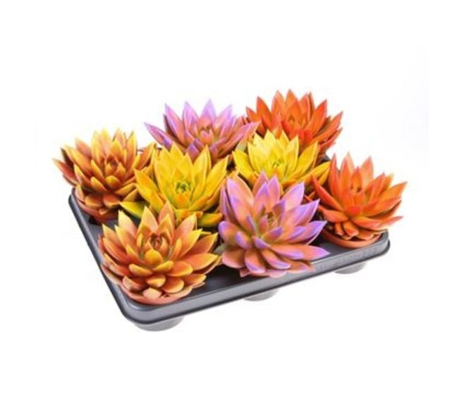 ECHEVERIA MIRANDA TEINTE VARIES
