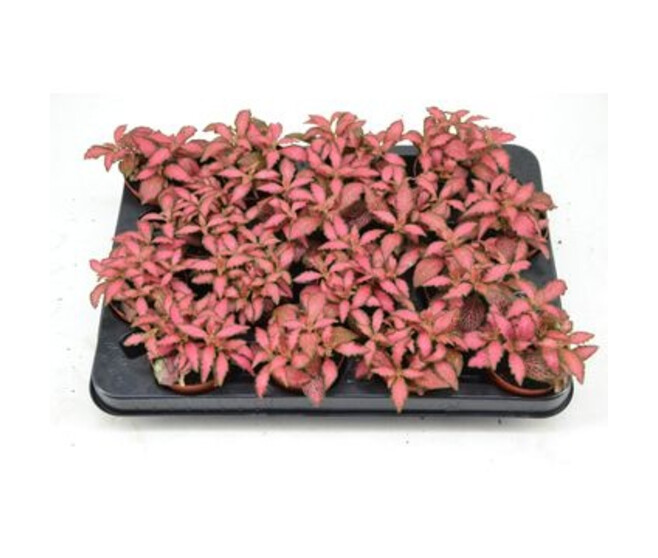 FITTONIA FOREST FLAME