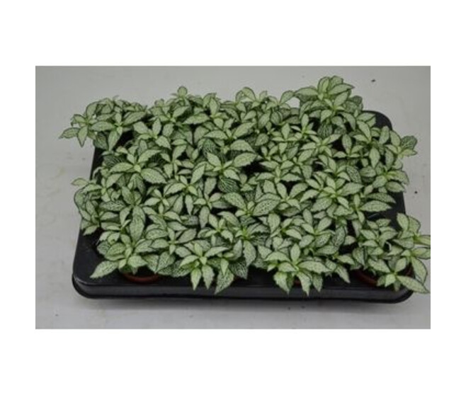 FITTONIA FOREST FLAME BLANC