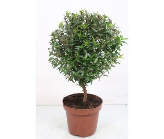 MYRTUS COMMUNIS TIGE