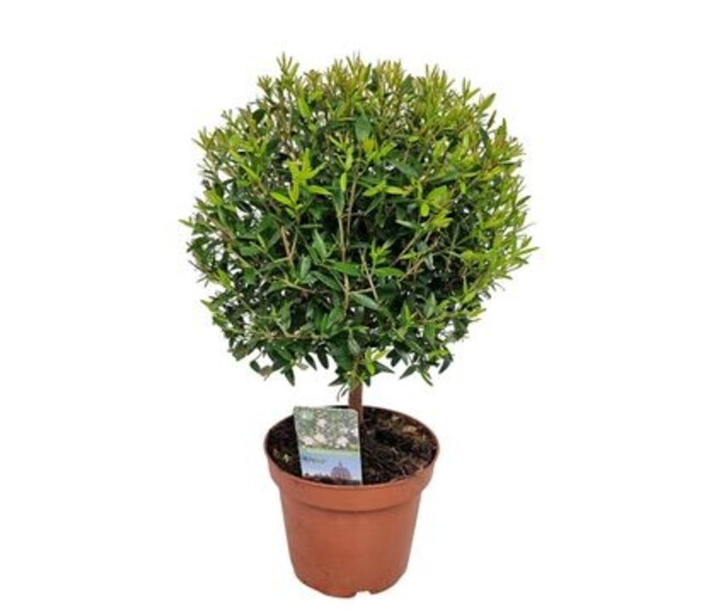 MYRTUS COMMUNIS TIGE