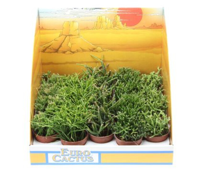 RHIPSALIS VARIE CARTON