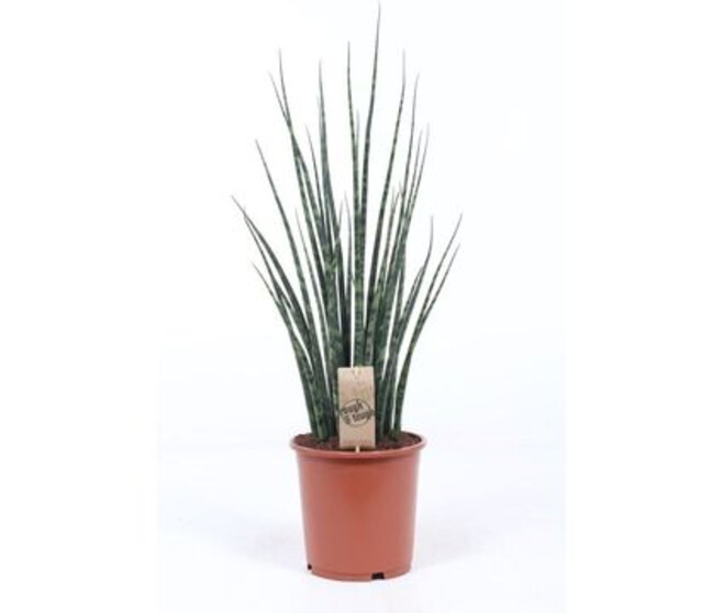 SANSEVIERIA FERNWOOD MIKADO