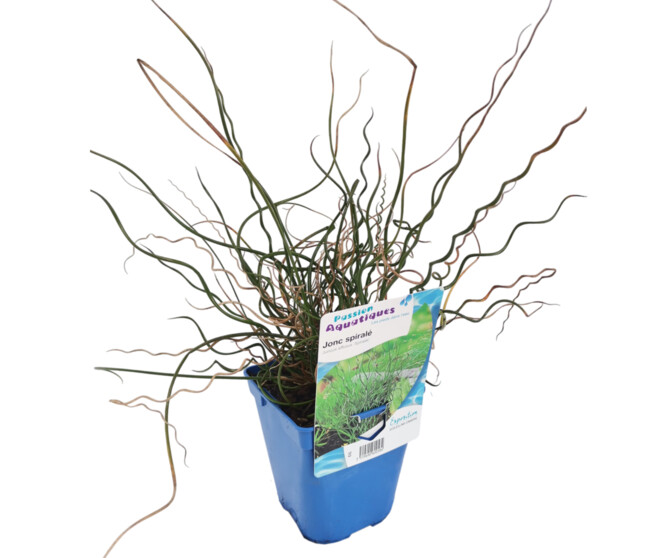 JUNCUS EFFUSUS SPIRALIS