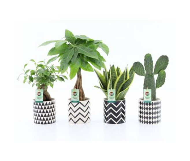 PLANTES VERTES VARIEES CERAM