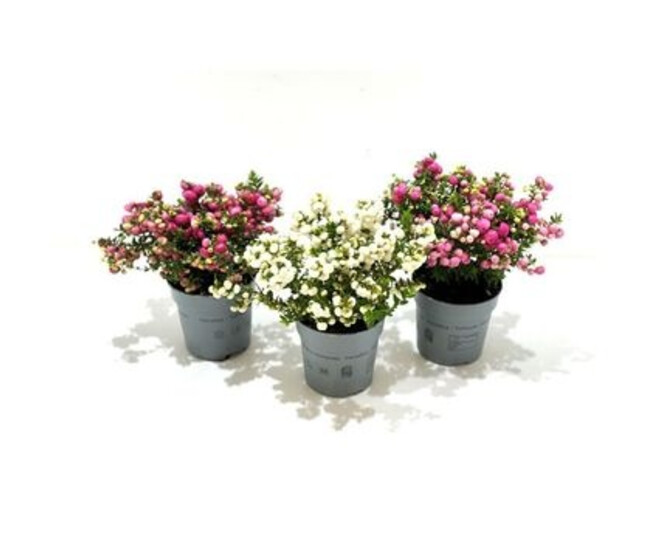 GAULTHERIA PERNETTYA VARIES
