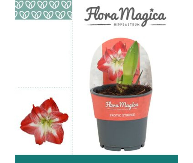AMARYLLIS 2TIGES EXOTIC STRIPED