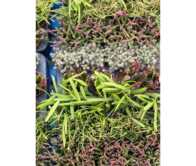 RHIPSALIS
