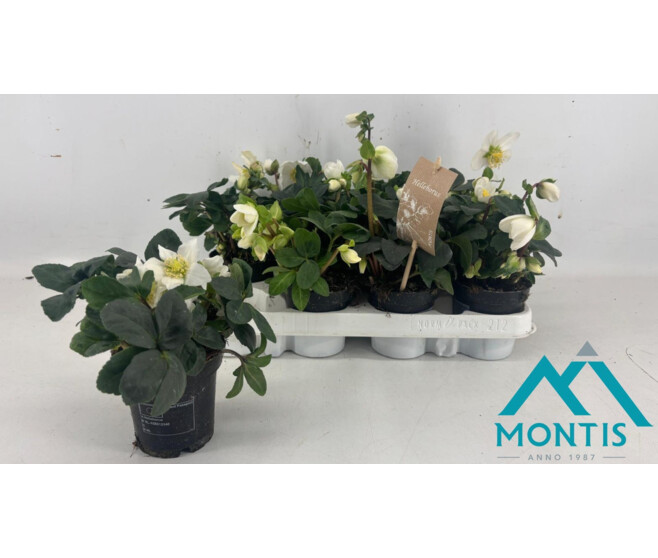 HELLEBORE CHRISTMAS CAROL