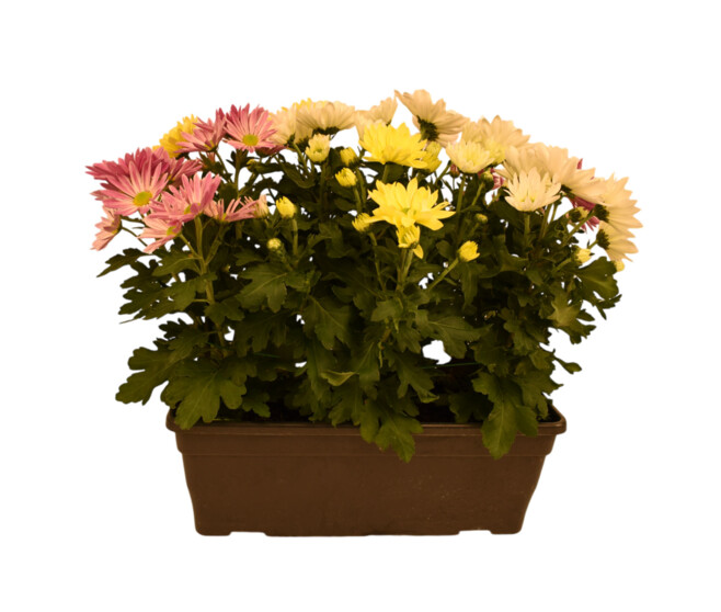 MARGUERITE D AUTOMNE 3COULEURS JARD GRISE