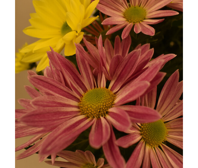 MARGUERITE D AUTOMNE 3COULEURS JARD GRISE