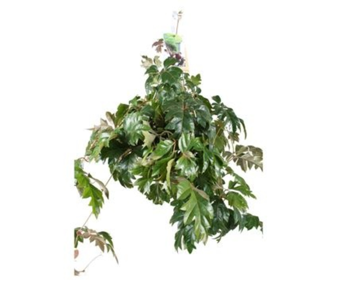 CISSUS ELLEN DANICA SUSP