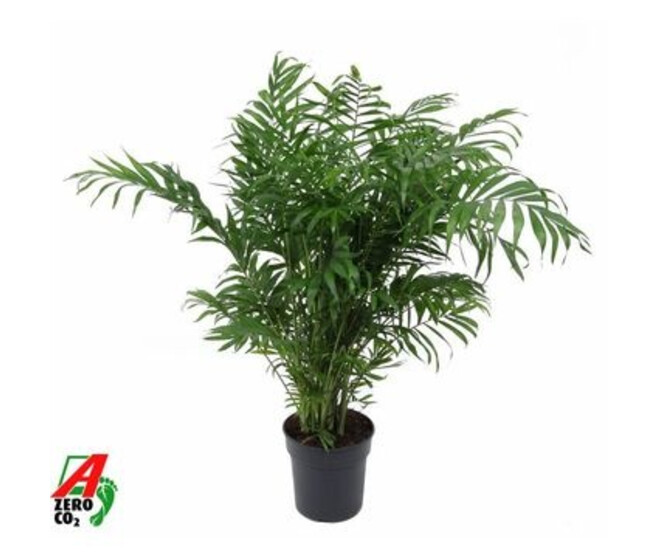 CHAMAEDOREA ELEGANS