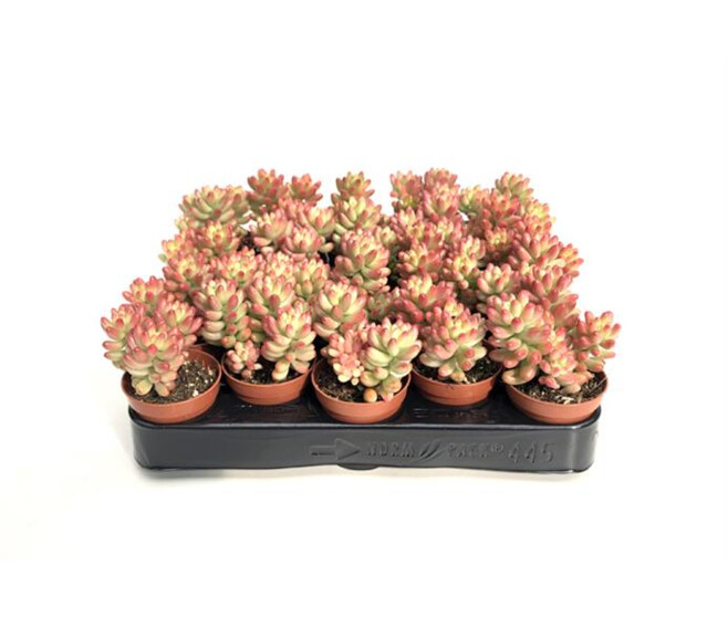 SEDUM RUBROTINCTUM